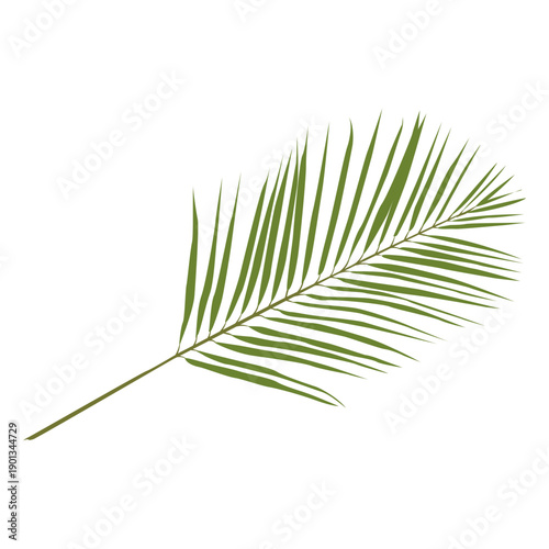 Phoenix palm leaf illustration