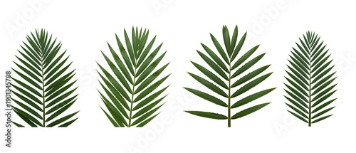 A collection of four distinct green tropical palm leaves on a white background.