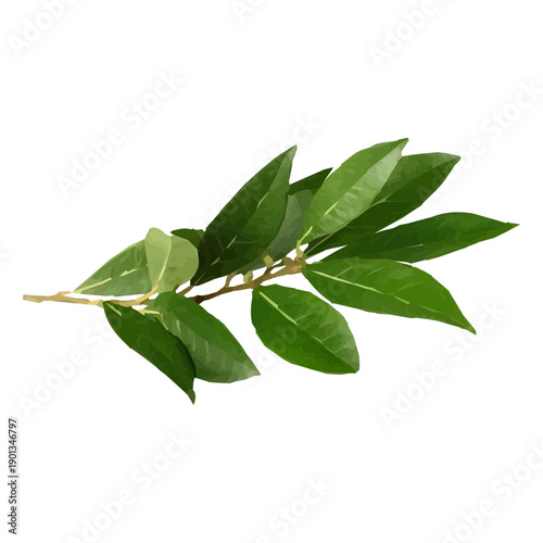 Bay leaf herb illustration