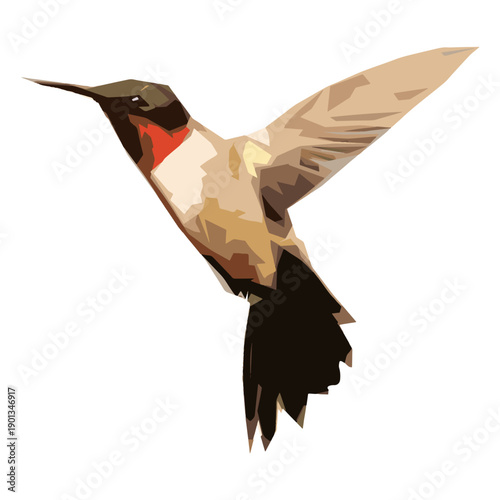 Hummingbird illustration