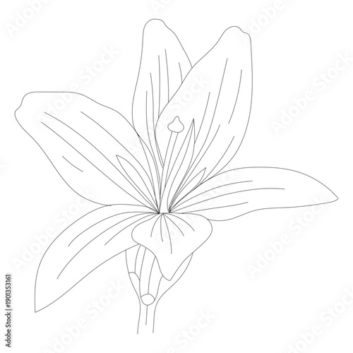 Petal stamen flower line