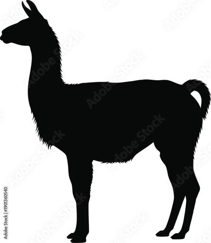 Llama Side View Silhouette Vector on white background 
