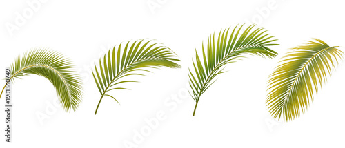 A collection of four realistic green tropical palm leaves isolated on a white background.