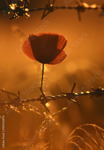 amapolas a contraluz