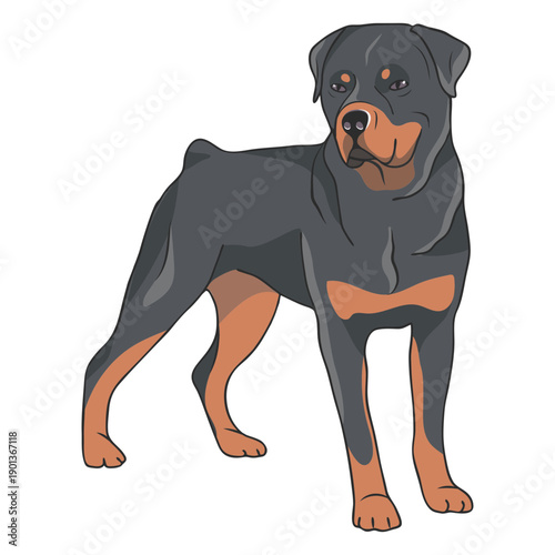 Rottweiler dog side illustration