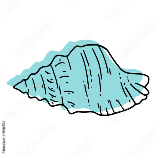 Color seashell hand drawn