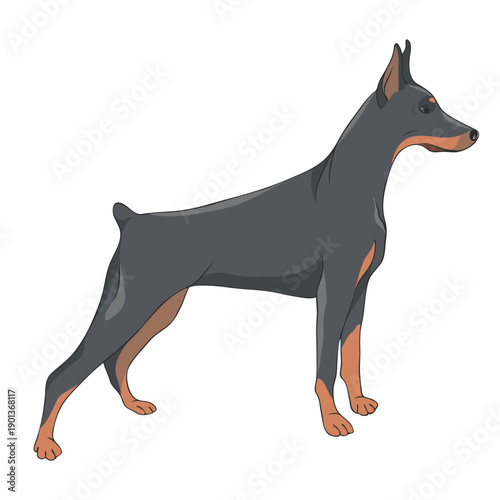 Side doberman dog illustration