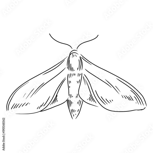 Grey moth hand drawn