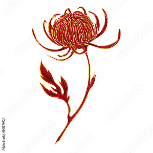 Crysanthemum flower illustration