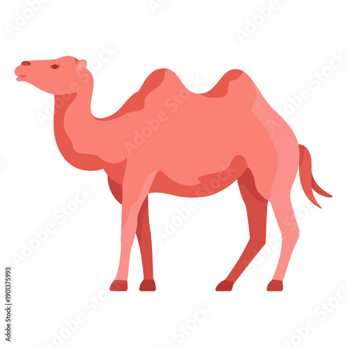 Camel illustration