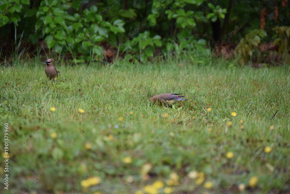 Obraz premium Cedar Waxwing