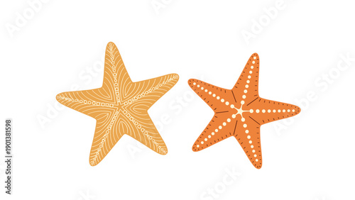 Highly detailed starfish illustrations show two different orange sea creatures with intricate white line patterns on a plain background.