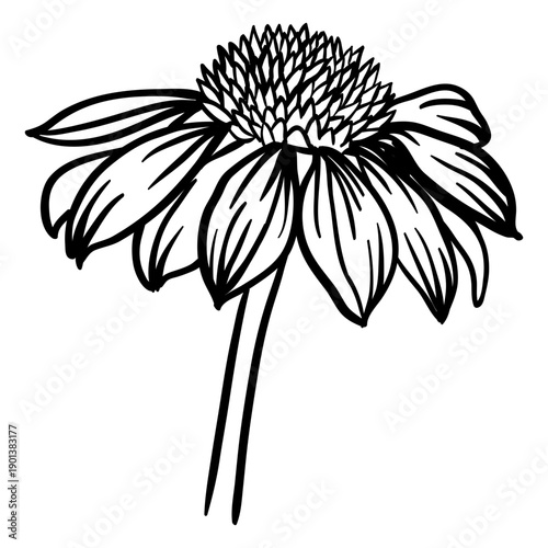 Sunflower blooming stroke