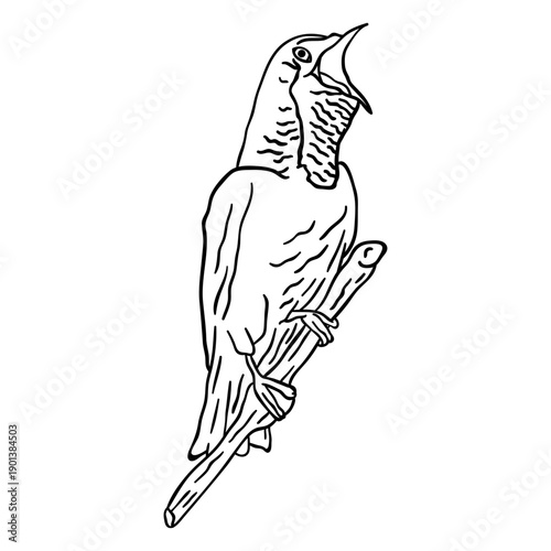 Bare throated bellbird stroke