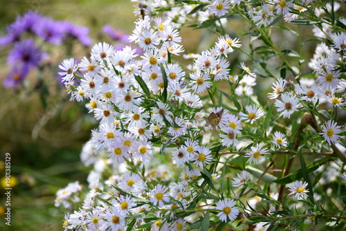 White Aster