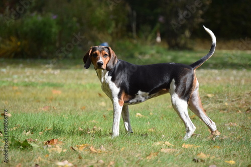 Treeing Walker Coonhound