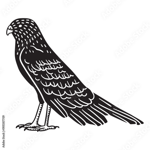 Standing hand drawn hawk