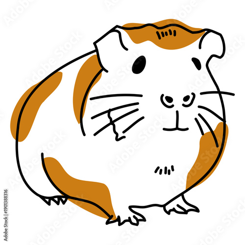 Color stroke semi colored guinea pig