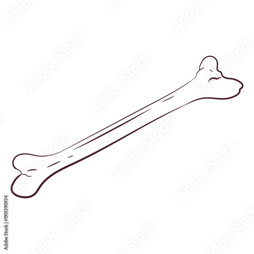 Single bone hand-drawn