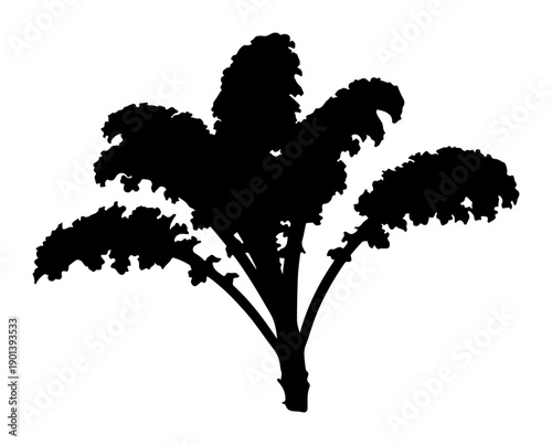 Silhouette of a kale plant a healthy leafy green vegetable isolated on a white background for food and agriculture concepts