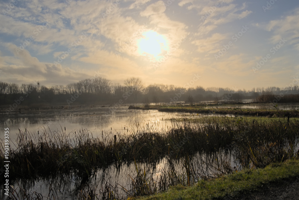 Obraz premium Flooded meadow with reed and forest under a sunny winter sky in Bourgoyen nature reserve on a sunny winter day with blue sky. Ghent, Flanders, Belgium 