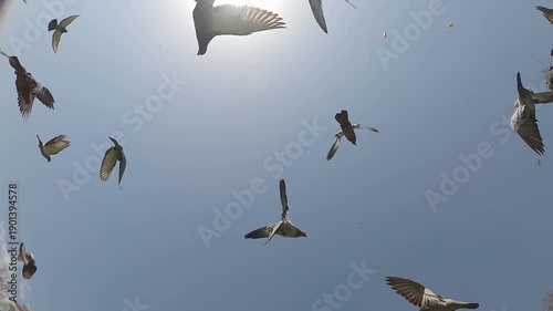 Flock of pigeons in the sky, slow motion.