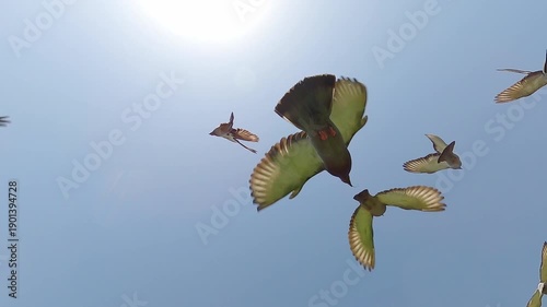 Flock of pigeons in the sky, slow motion.