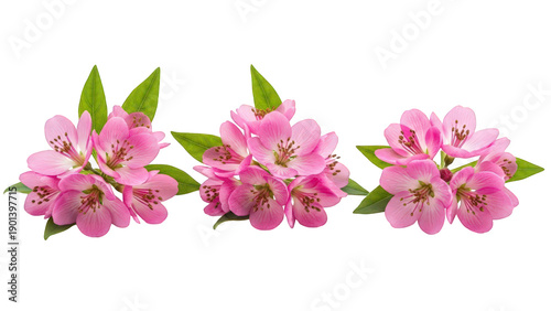 Wallpaper Mural Three clusters of pink flowers with green leaves isolated on transparent background Torontodigital.ca
