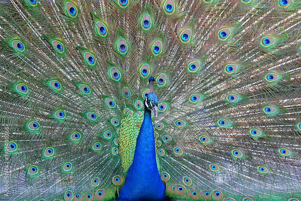 Obraz premium Peacock