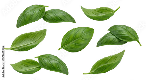 Fresh basil leaves arranged in a decorative pattern