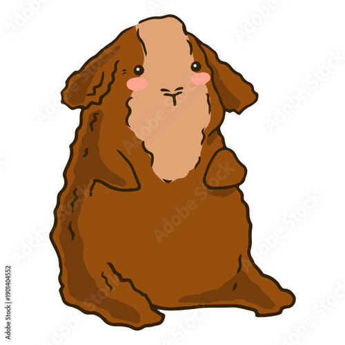 Fluffy guinea pig cute