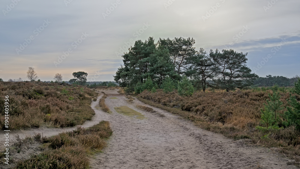 Fototapeta premium Hiking trail though field with spruce trees and yellow dry grass in Kalmthout heath nature reserve, Belgium 