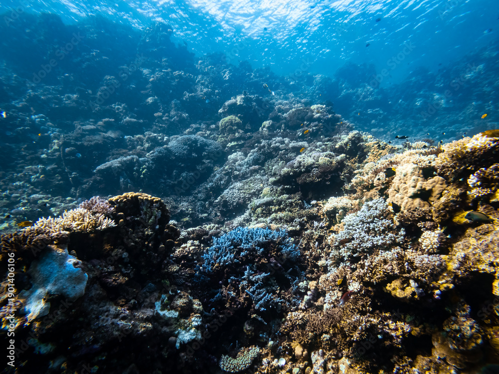 Fototapeta premium Coral reef underwater landscape in the Red Sea, Egypt