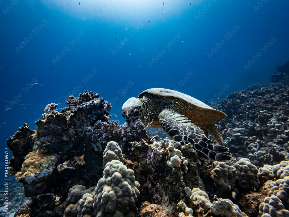 Fototapeta premium Green sea turtle (Chelonia mydas) in the Red Sea, Egypt