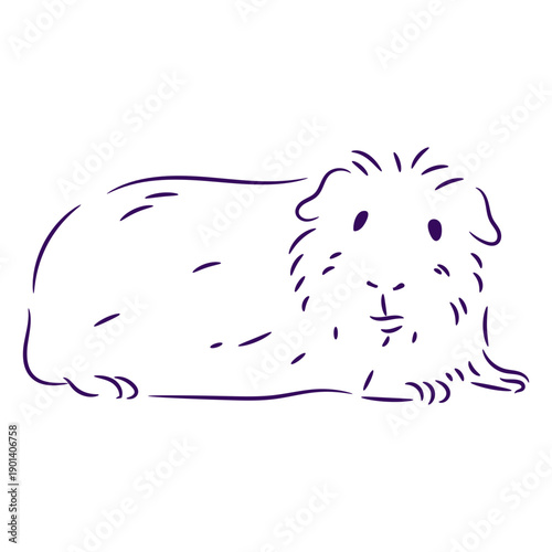 Lovely guinea pig laying stroke