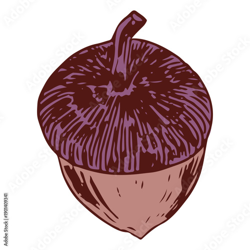 Detailed acorn topview