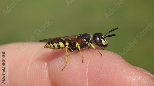 The European bee wolf (Philanthus triangulum), male sitting on a human finger