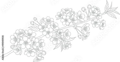 Delicate line art illustration of a blossoming cherry tree branch featuring numerous open flowers and budding flowers perfect for coloring pages or vintage botanical designs.