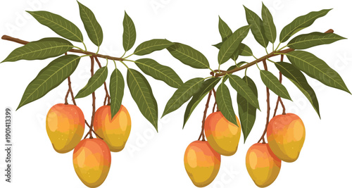 Branch of mango tree with green leaves and ripe orange fruits on transparent background vector illustration