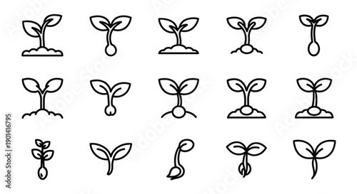 Close-up of a young plant sprouting from soil with green leaves and roots