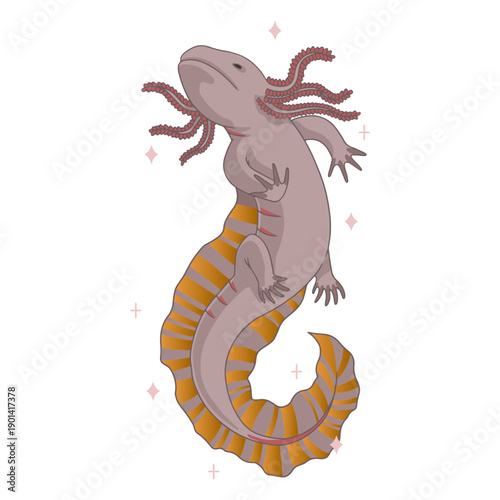 Axolot amphibian nature animal