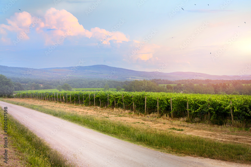 Obraz premium Spring vineyard landscape in Tuscany, Italy