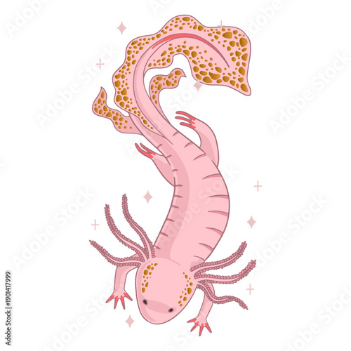 Axolot nature animal