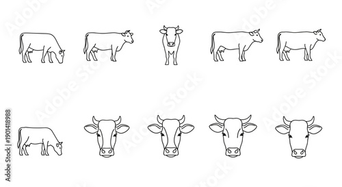 Sequence of Hand-Drawn Cow Illustrations Showing Different Angles and Expressions for Educational Use