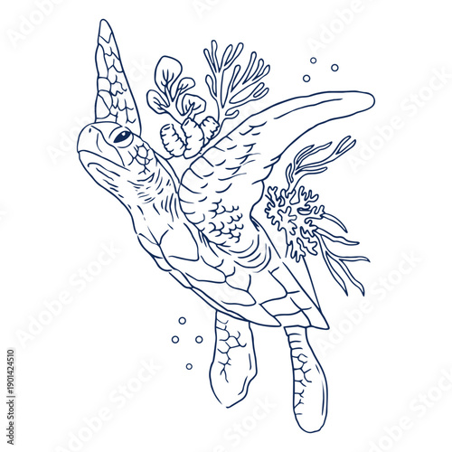 Sea turtle in water with algae stroke