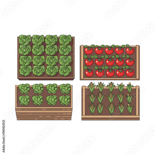 Vegetable garden with lettuce, tomatoes, and corn plants