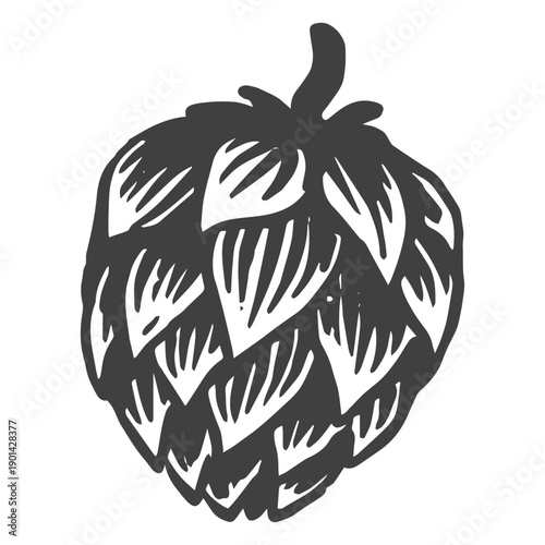 A sketch of hops for brewing beer