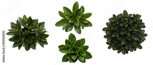 Collection of green leafy plant bushes seen from a topdown aerial view.