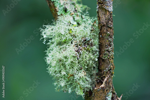 
Hepiphytic plant *Tsilandia* on a dry tree branch. The plant's strands are greenish in color on a dark green background.