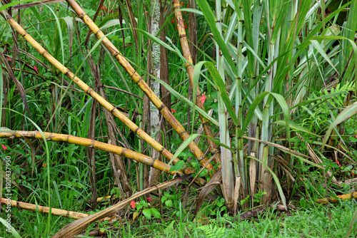 
Sugarcane plant, exposed yellow stems and clump with tender stems covered in leaves. Tropical environment.